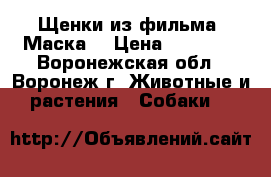 Щенки из фильма “Маска“ › Цена ­ 18 000 - Воронежская обл., Воронеж г. Животные и растения » Собаки   
